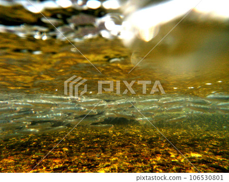 A school of young sweetfish swimming up the river A school of young sweetfish swimming up the river 106530801