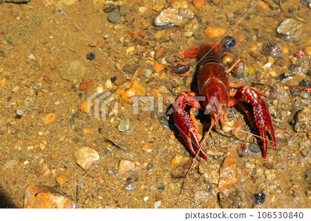 Ecological photo of American crayfish living in the downstream of Bodanuma in Aigo no Sato, Hatoyama Town Ecological photo of American crayfish living in the downstream of Bodanuma in Aigo no Sato, Hatoyama Town 106530840