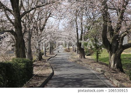 Mahoroba-no-Ryokudou Cherry tree-lined road 106530915