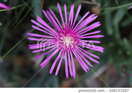 Pink pine flowers blooming in the summer garden Pink pine flowers blooming in the summer garden 106531087