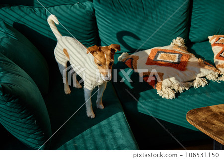 Dog standing on sofa in living room. Stylish home interior with curious pet on place for relax. Jack Russel terrier portrait 106531150