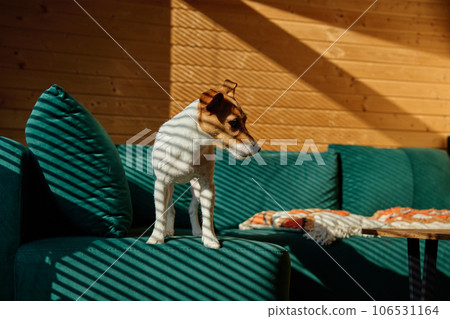 Dog is standing on sofa in living room. Stylish home interior with curious pet on place to relax. Portrait of Jack Russell terrier with shadows from blinds 106531164