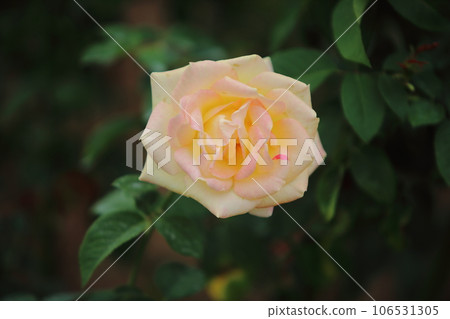 荒尾市少女公民花壇玫瑰花, 荒尾市少女公民花壇玫瑰花, 106531305