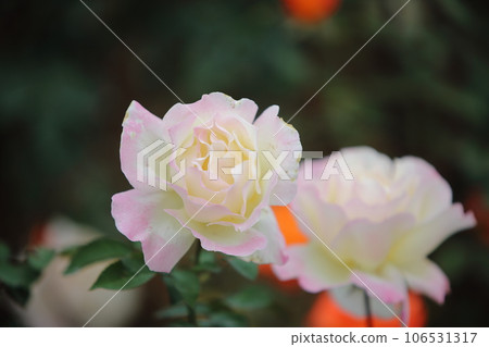 荒尾市少女公民花壇玫瑰花， 106531317