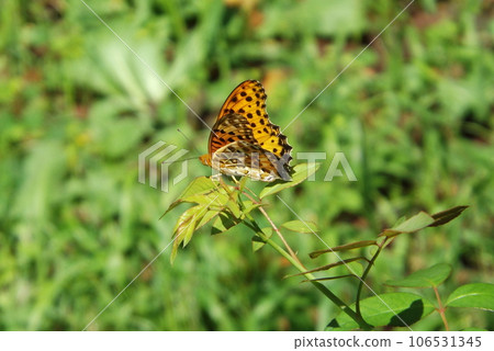A male black fritillary waiting for a female on a leaf A male black fritillary waiting for a female on a leaf 106531345