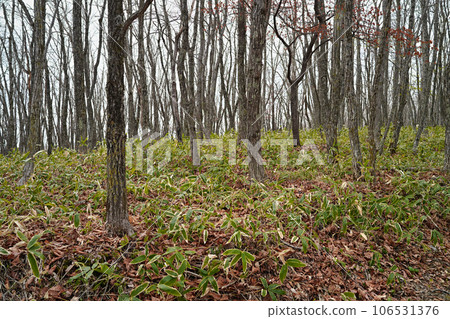 釧路濕原步道（北海道自然步道） 竹子和原始森林 106531376