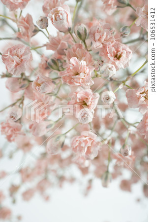 Soft focus blur of pink gypsophila flowers macro. White background, vertical. Soft focus blur of pink gypsophila flowers macro. White background, vertical. 106531412