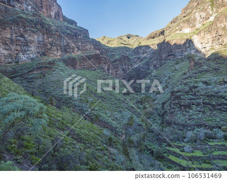 Scenic landscape at hiking trail through Barranco de Guarimiar Gorge. Green mountain canyon slopes with palm trees and succulent vegetation. La Gomera, Canary Islands, Spain, Europe. 106531469