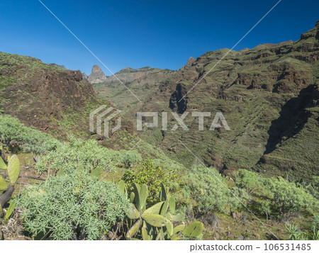 Scenic landscape at hiking trail through Barranco de Guarimiar Gorge. Green mountain canyon slopes with palm trees and succulent vegetation. La Gomera, Canary Islands, Spain, Europe. 106531485