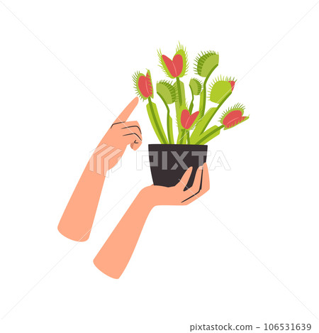 Houseplant carnivorous Venus flytrap in a flower pot with womans hands Houseplant carnivorous Venus flytrap in a flower pot with womans hands 106531639