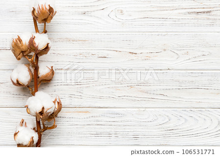 Autumn Floral composition. Dried white fluffy cotton flower branch top view on colored table with copy space Autumn Floral composition. Dried white fluffy cotton flower branch top view on colored table with copy space 106531771