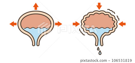 膀胱的插圖 膀胱的插圖 106531819