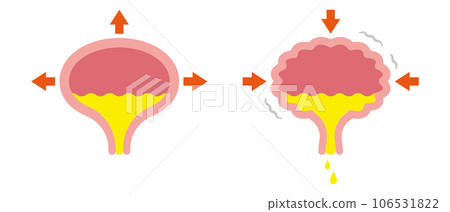Illustration of the bladder 106531822