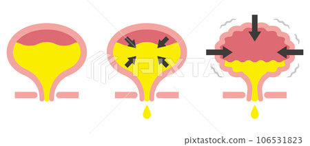 Illustration of the bladder Illustration of the bladder 106531823