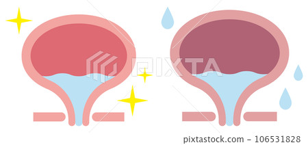 Illustration of the bladder 106531828