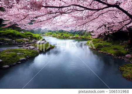 Beautiful landscape of river and blooming cherry blossoms in spring, Japan Beautiful landscape of river and blooming cherry blossoms in spring, Japan 106531968