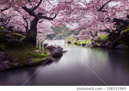 Beautiful landscape of river and blooming cherry blossoms in spring, Japan Beautiful landscape of river and blooming cherry blossoms in spring, Japan 106531969