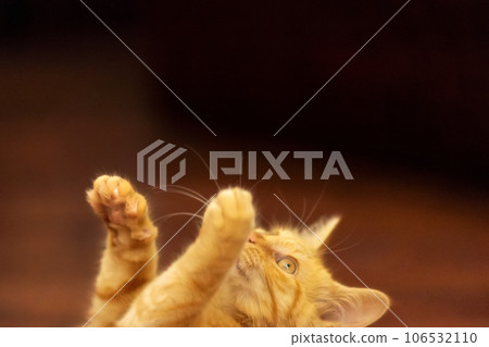 head of Playful Ginger cat, copy space background head of Playful Ginger cat, copy space background 106532110