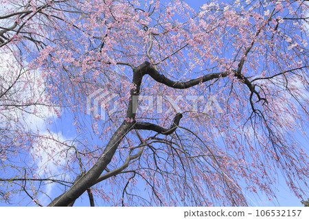 烏帽子山公園的垂枝櫻花 106532157