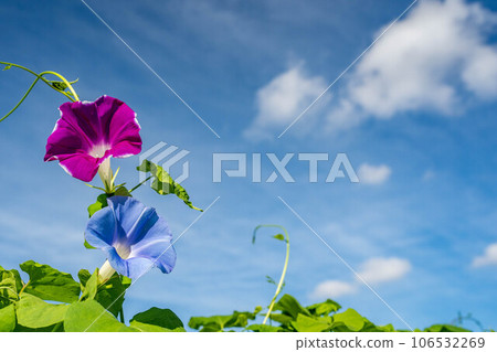 藍天和牽牛花 藍天和牽牛花 106532269