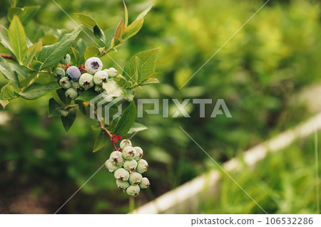 Closeup of Fresh ripe blueberry branch or shrub from bush at homemade garden or fruit farm field. Showing and presenting various stages of ripeness. Growing seasonal blue berry Closeup of Fresh ripe blueberry branch or shrub from bush at homemade garden or fruit farm field. Showing and presenting various stages of ripeness. Growing seasonal blue berry 106532286