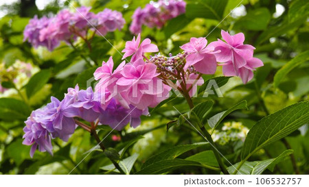 Pink and lilac flowers in the hydrangea garden 106532757