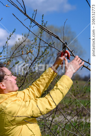 Pruning tree branches in the garden in spring, A woman cuts unnecessary branches from a fruit tree. Pruning tree branches in the garden in spring, A woman cuts unnecessary branches from a fruit tree. 106532773