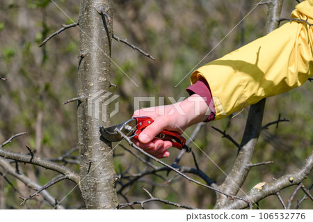 A woman in the garden cuts branches on a tree with scissors. A woman in the garden cuts branches on a tree with scissors. 106532776