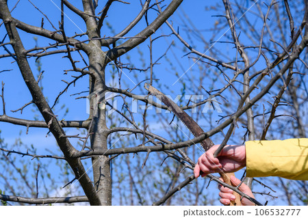 Pruning a young tree with a hand saw in the spring Pruning a young tree with a hand saw in the spring 106532777