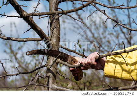Pruning a tree with a hand saw in the spring Pruning a tree with a hand saw in the spring 106532778