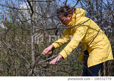 A woman cuts extra and thin branches on an apple tree with a hand saw 106532779