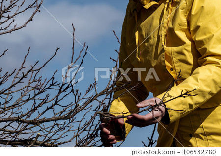 A woman gardener cuts unnecessary branches on a plum tree with scissors. 106532780