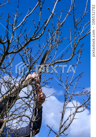 Pruning a tree with a hand saw, a gardener works in a garden with fruit trees. Pruning a tree with a hand saw, a gardener works in a garden with fruit trees. 106532782