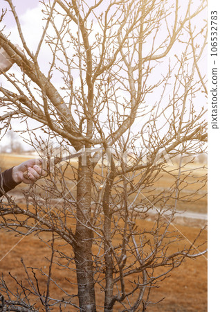 a gardener cuts branches on a plum with a hand saw, landscaping work in the garden. 106532783