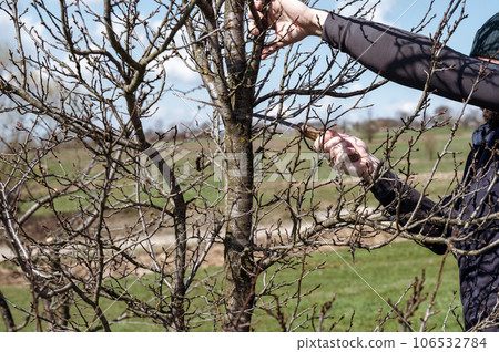 A gardener cuts a large branch on a plum with a saw 106532784