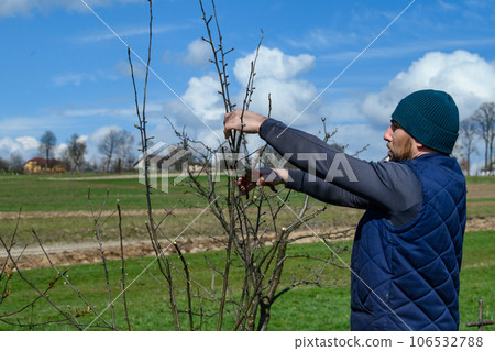 gardener cuts young branches on a tree with garden shears 106532788