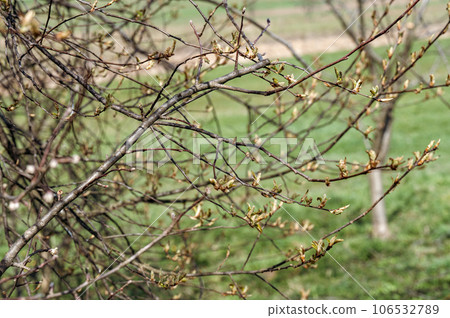 A fresh cut on a branch. A fresh cut on a branch. 106532789