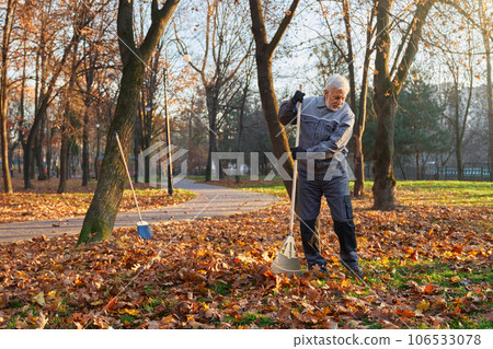 Focused senior male worker using big rake to gather fallen leaves in pile. Front view of bearded man in blue uniform raking fallen leaves in city park in sunny morning. Concept of seasonal work. 106533078