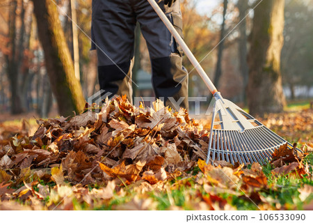 Unrecognizable man wearing uniform raking fallen leaves at beautiful sunny day. Crop view of male worker removing dry golden leaves, cleaning grass lawn in city park. Concept of seasonal work. Unrecognizable man wearing uniform raking fallen leaves at beautiful sunny day. Crop view of male worker removing dry golden leaves, cleaning grass lawn in city park. Concept of seasonal work. 106533090