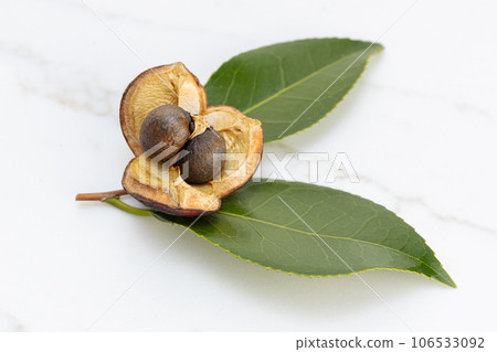 Camellia nut with seeds and leaves isolated on white marble background 106533092