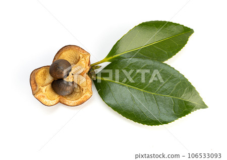 Camellia nut with seeds isolated on white background Camellia nut with seeds isolated on white background 106533093