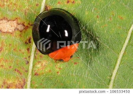 生物 昆蟲 黑色瓢蟲有光滑的圓形身體。瓢蟲的不尋常塗層 106533450