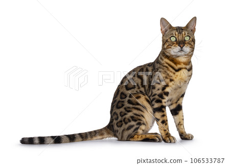 Bengal cat on white background 106533787