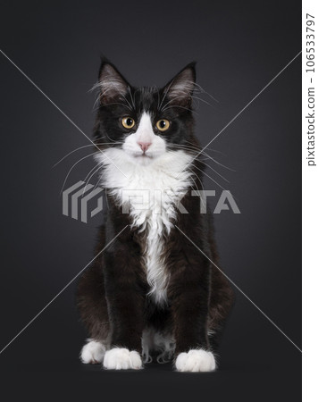 Maine Coon cat on black background 106533797
