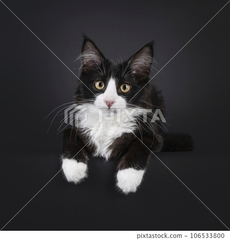 Maine Coon cat on black background 106533800