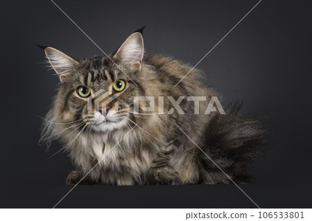 Maine Coon cat on black background 106533801