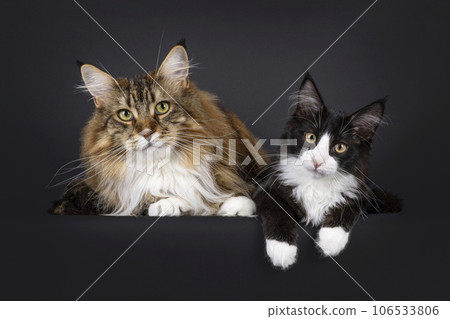Maine Coon cat on black background Maine Coon cat on black background 106533806
