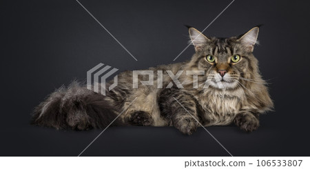 Maine Coon cat on black background 106533807