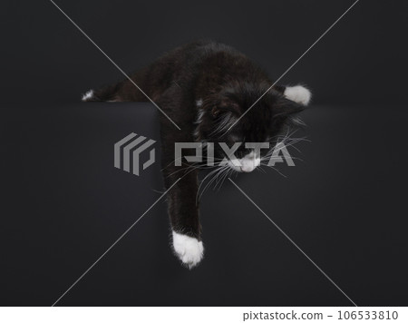Maine Coon cat on black background Maine Coon cat on black background 106533810