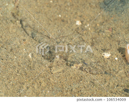 高知躲在沙子裡 106534009